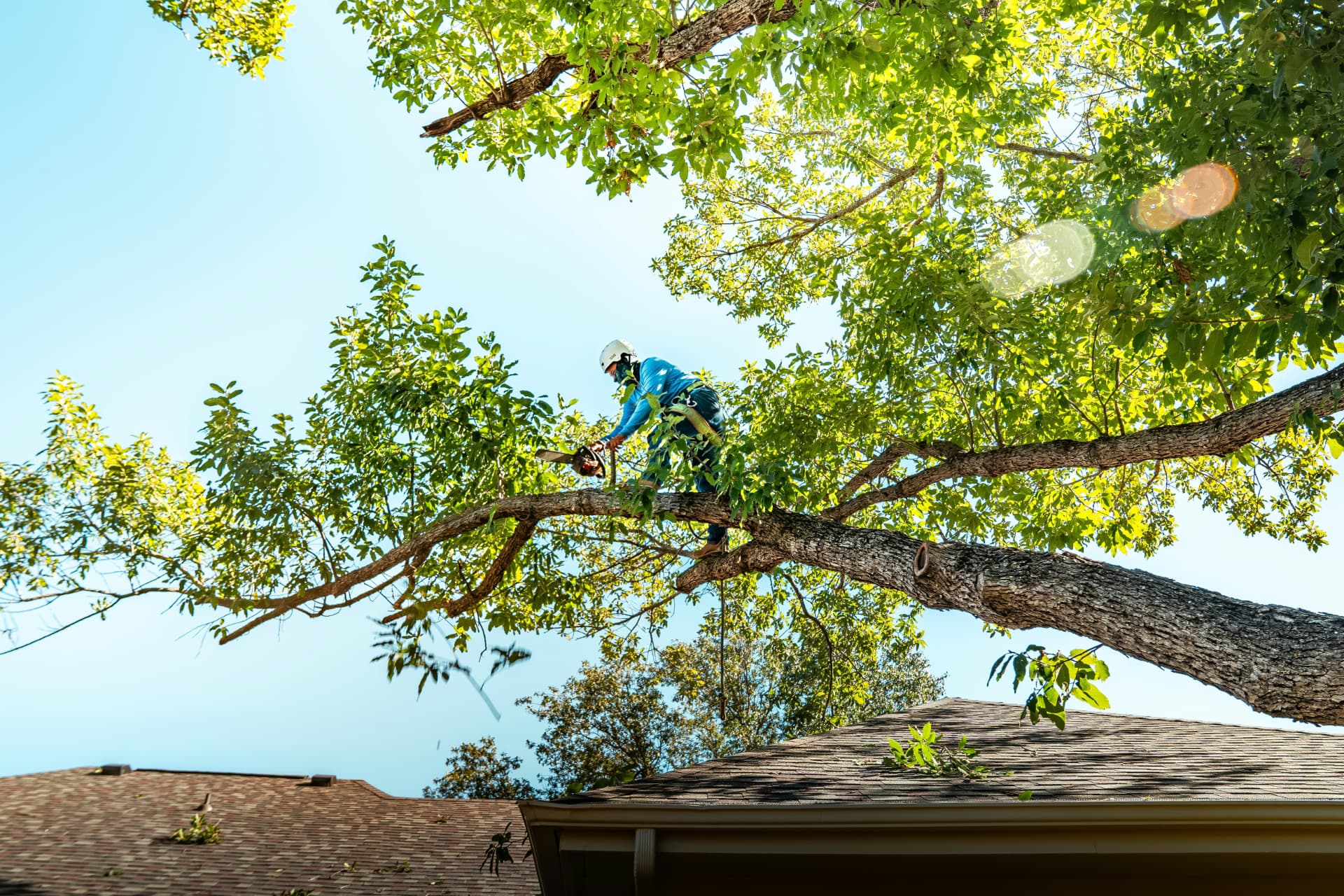 Tree surgery services